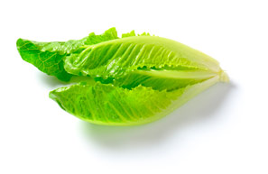 Hojas de lechuga